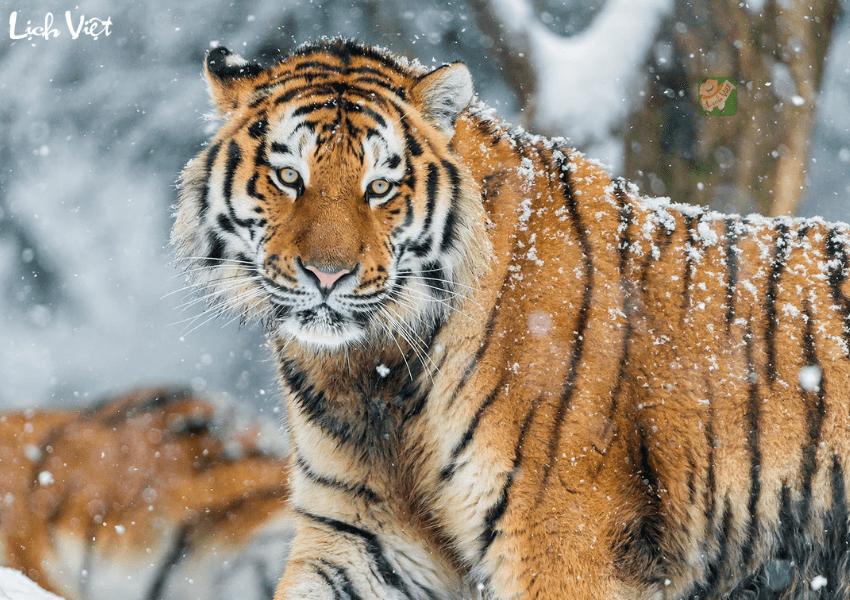 Con số may mắn tuổi Dần ng&agrave;y 26/12/2023