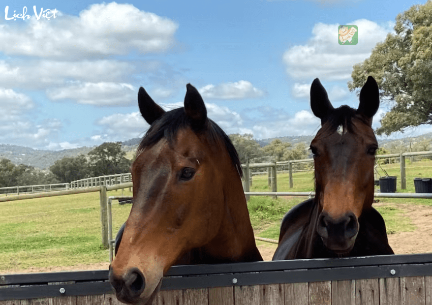 Con số may mắn tuổi Ngọ ng&agrave;y 22/12/2023