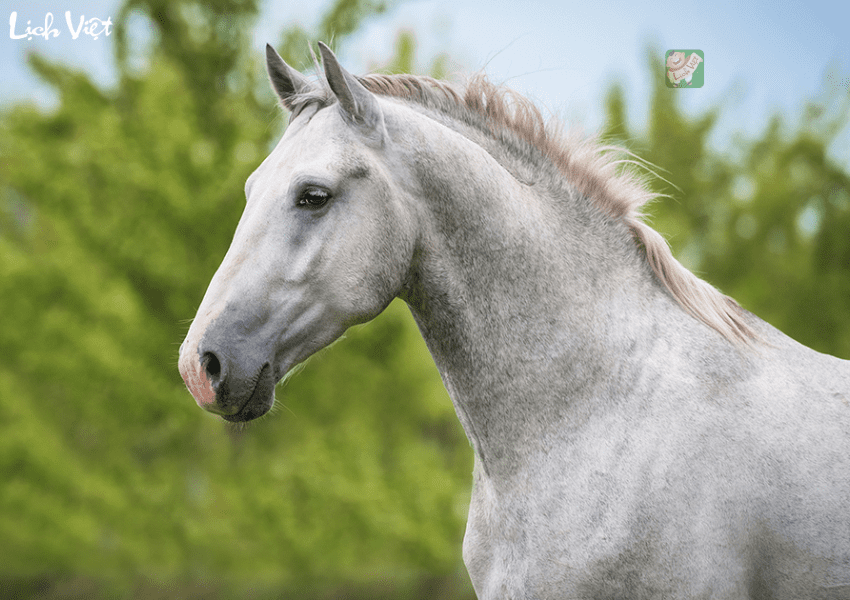 Con số may mắn tuổi Ngọ ngày 25/12/2023