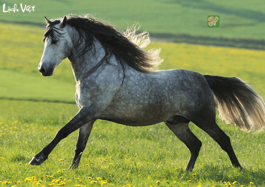 Con số may mắn tuổi ngọ ng&agrave;y 26/12/2023