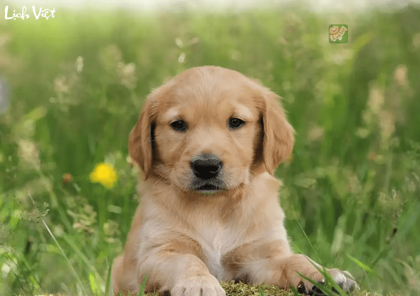 Con số may mắn tuổi Tuất ng&agrave;y 22/12/2023