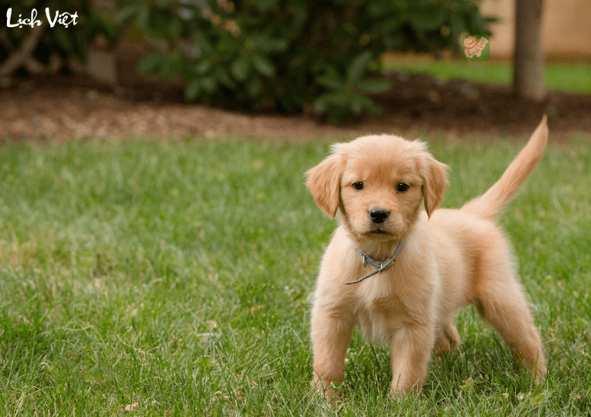 Con số may mắn tuổi Tuất ngày 24/12/2023