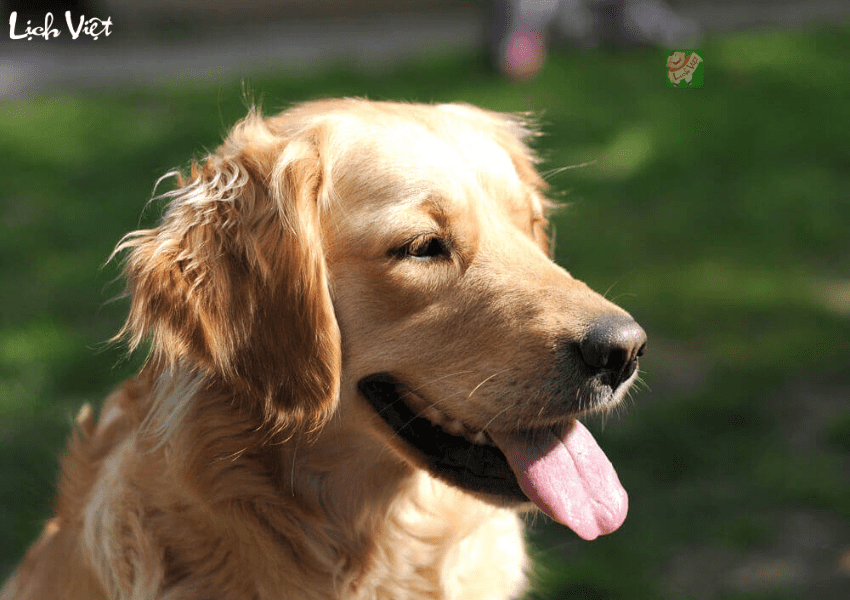 Con số may mắn tuổi Tuất ngày 25/12/2023