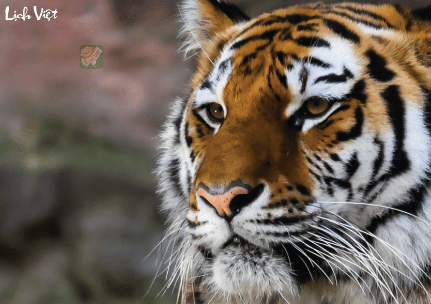 Tử vi tuổi Dần ng&agrave;y 21/12/2023