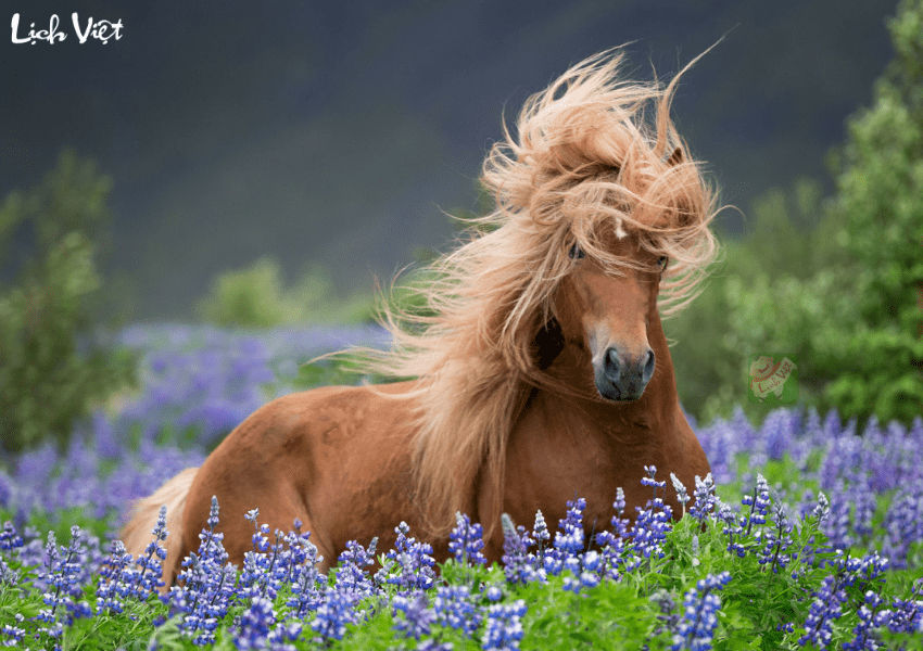 Tử vi tuổi Ngọ ng&agrave;y 21/12/2023