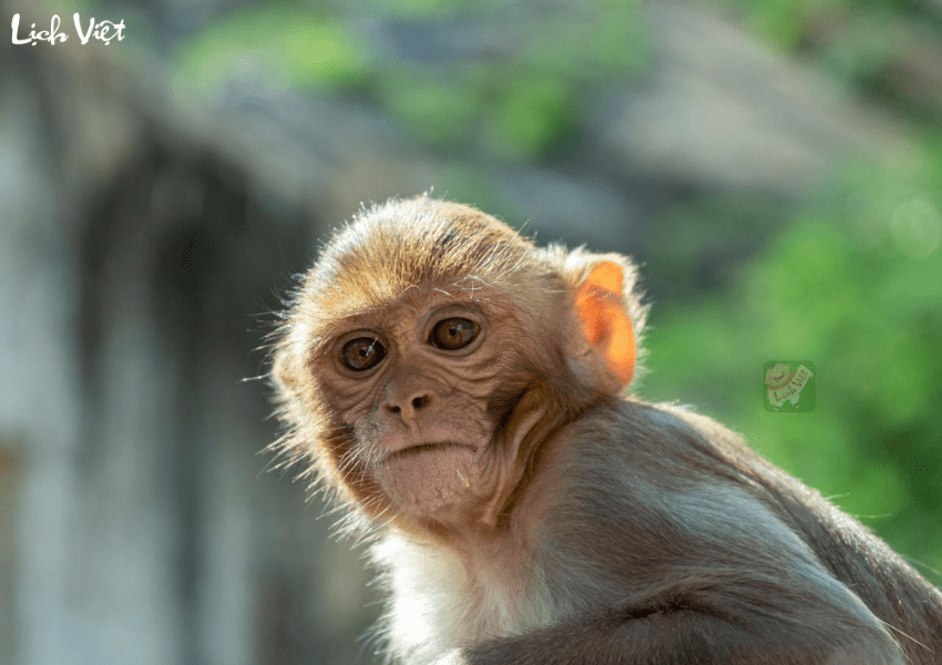 Tử vi tuổi Th&acirc;n ng&agrave;y 21/12/2023