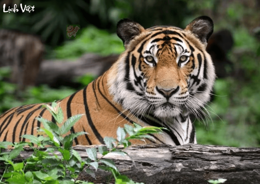 Tử vi tuổi Dần 22/12/2023