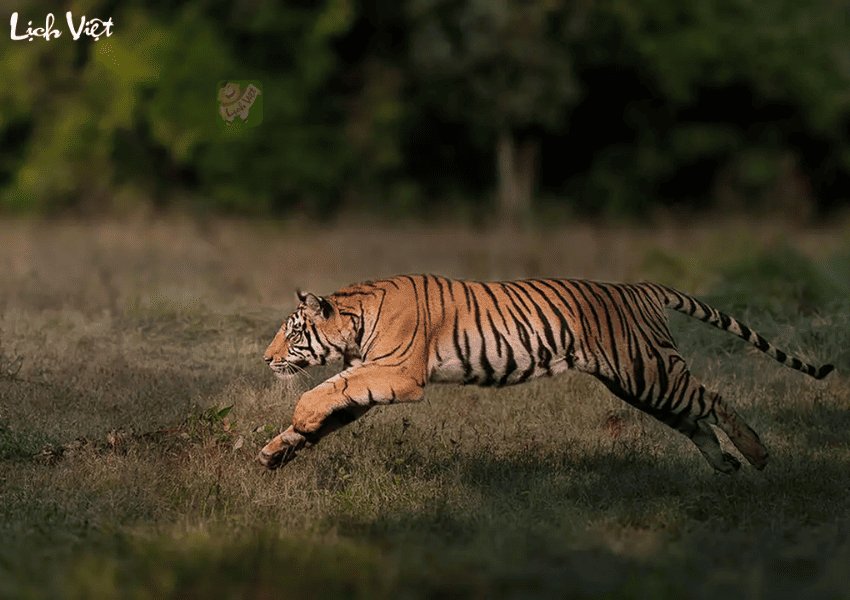 Tử vi tuổi Dần 23/12/2023