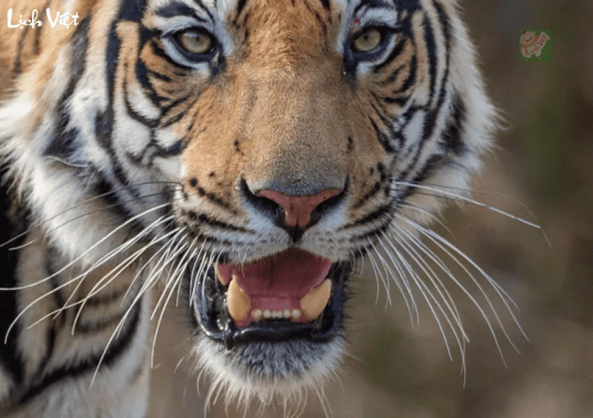 Tử vi tuổi Dần ng&agrave;y 24/12/2023