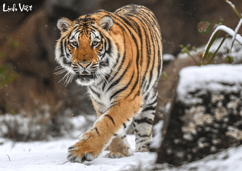 Tử vi tuổi Dần ng&agrave;y 25/12/2023