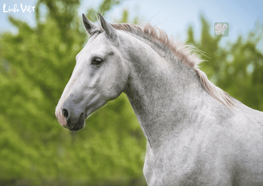 Tử vi tuổi Ngọ ng&agrave;y 24/12/2023