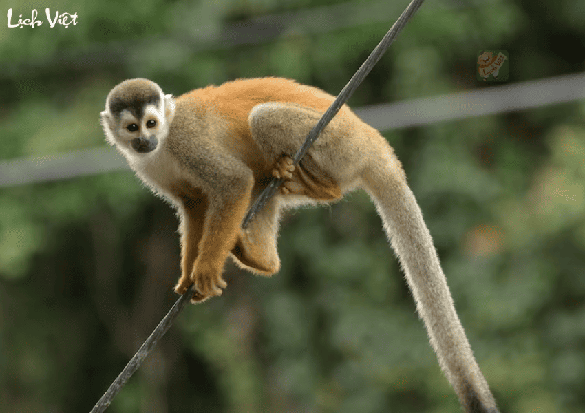 Tử vi tuổi Th&acirc;n 22/12/2023