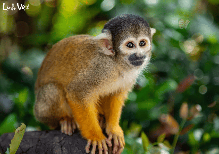 Tử vi tuổi Th&acirc;n 23/12/2023