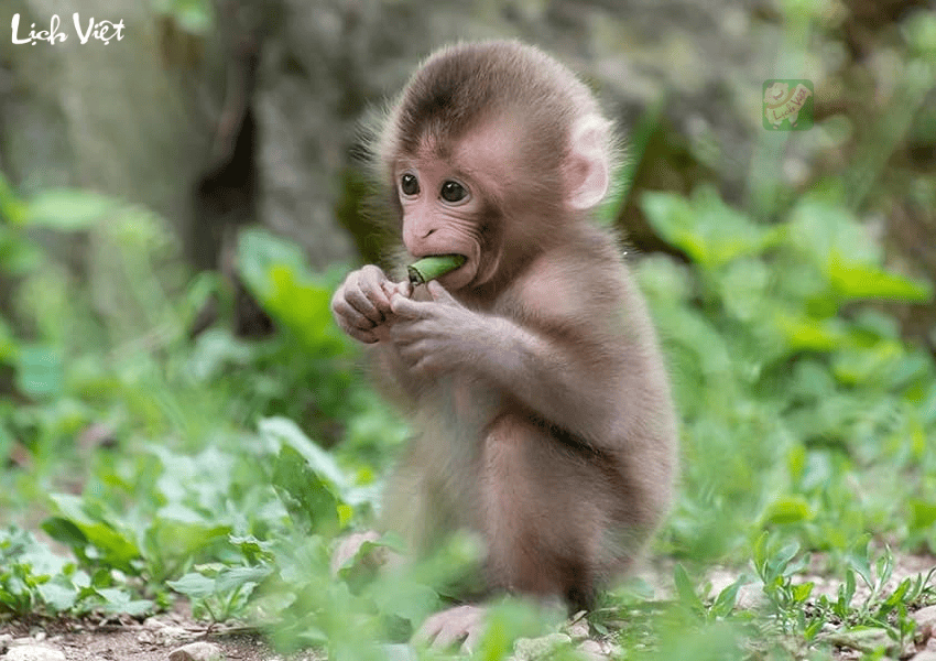 Tử vi tuổi Th&acirc;n ng&agrave;y 24/12/2023