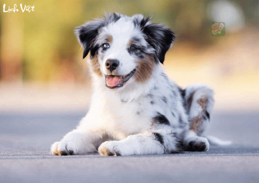 Tử vi tuổi Tuất 22/12/2023