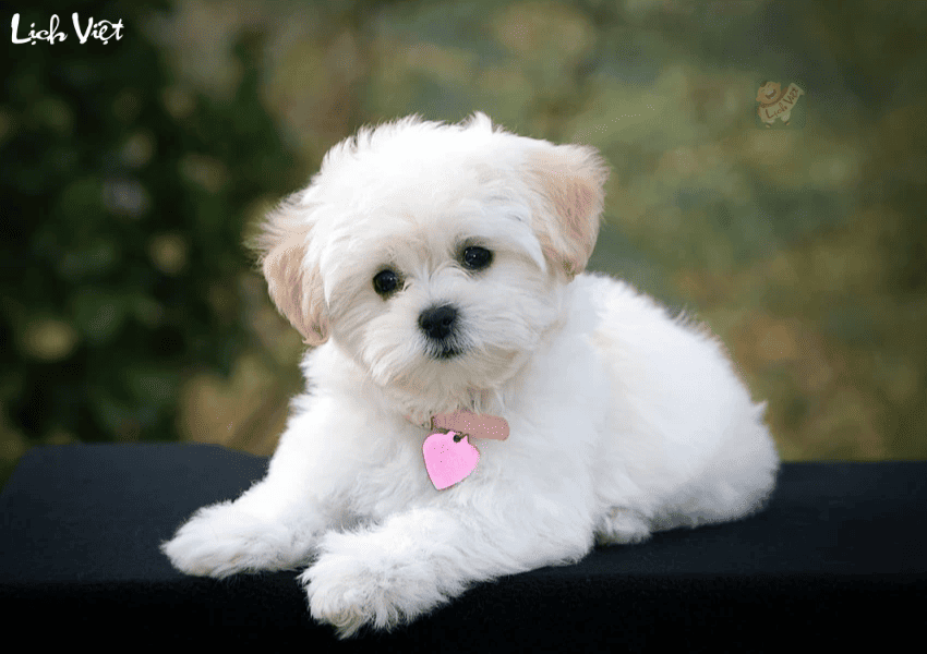 Tử vi tuổi Tuất 23/12/2023