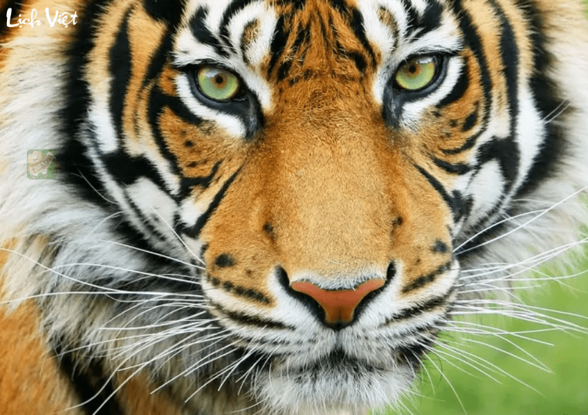 Tử vi tuổi Dần 25/12 - 31/12/2023