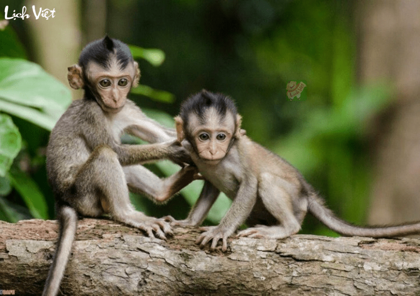 Tử vi tuổi Thân 25/12 - 31/12/2023