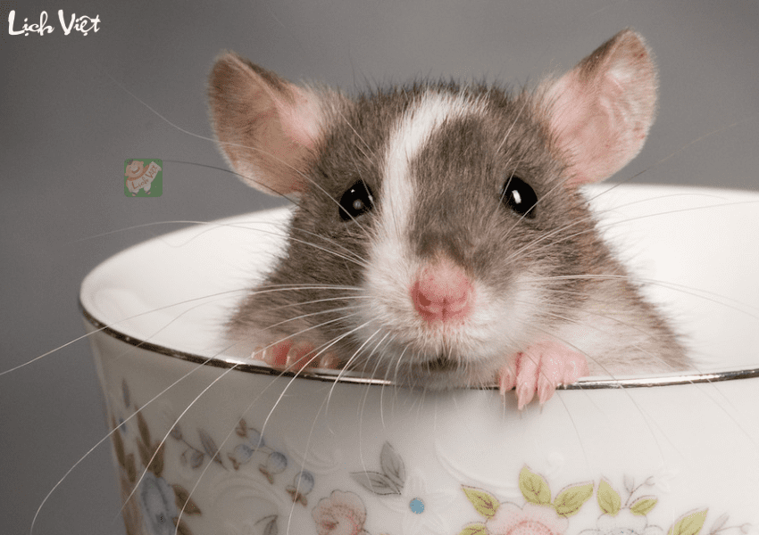 Tử vi tuổi Tý 25/12 - 31/12/2023