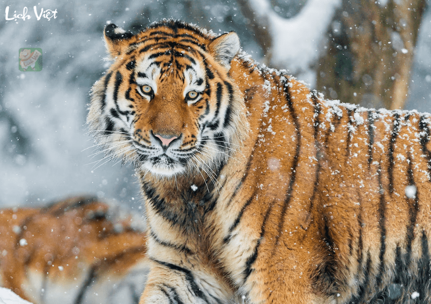 Tử vi tuổi Dần 26/12/2023