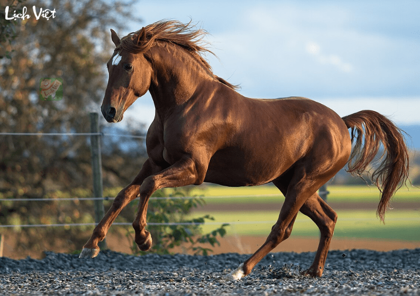 Tử vi tuổi Ngọ 26/12/2023