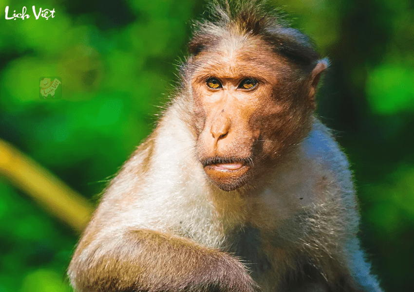 Tử vi tuổi Th&acirc;n 26/12/2023