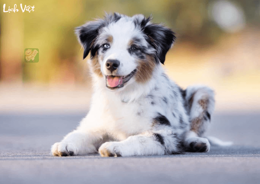 Tử vi tuổi Tuất 26/12/2023