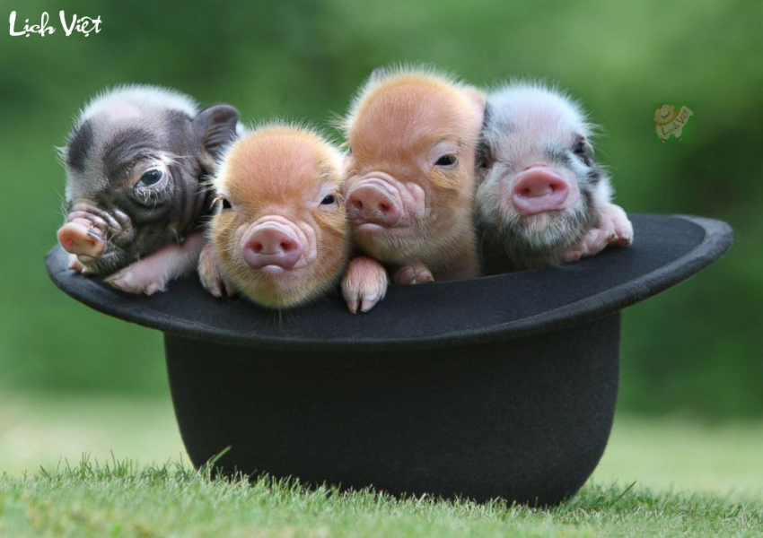 Con số may mắn tuổi Hợi ngày 29/12/2023