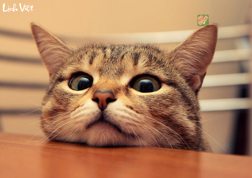 Con số may mắn tuổi Mão ngày 1/1/2024