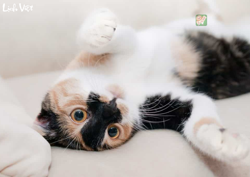 Con số may mắn tuổi Mão ngày 29/12/2023