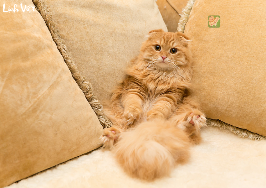 Con số may mắn tuổi M&atilde;o ng&agrave;y 3/1/2024