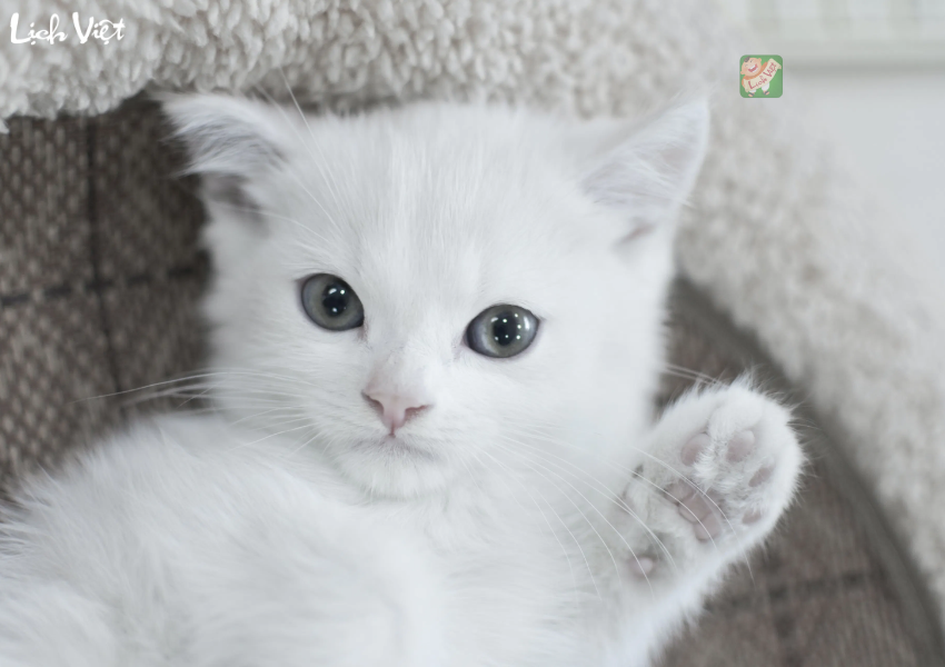 Con số may mắn tuổi M&atilde;o ng&agrave;y 31/12/2023