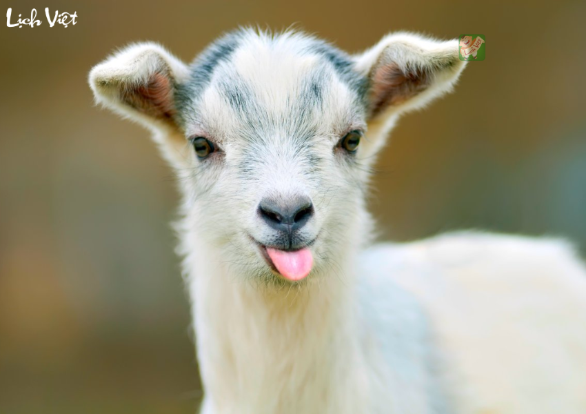 Con số may mắn tuổi Mùi ngày 1/1/2024