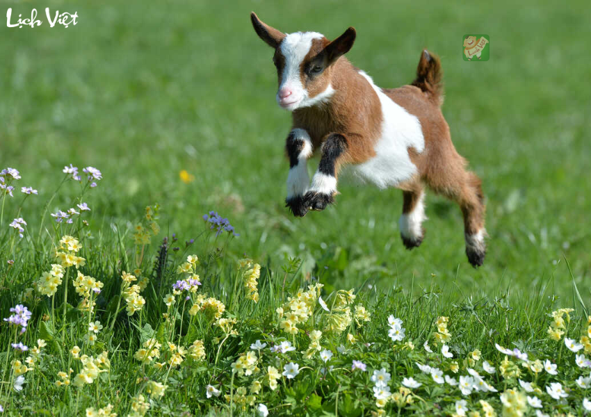 Con số may mắn tuổi Mùi ngày 29/12/2023