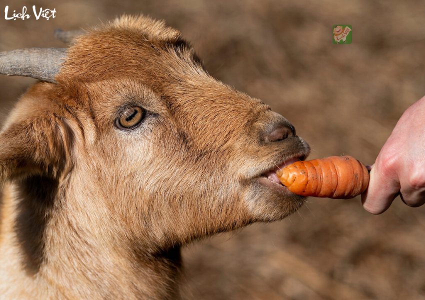 Con số may mắn tuổi M&ugrave;i ng&agrave;y 31/12/2023