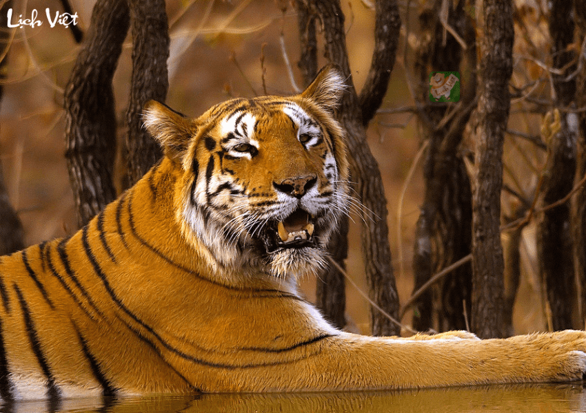 Tử vi tuổi Dần ngày 29/12/2023