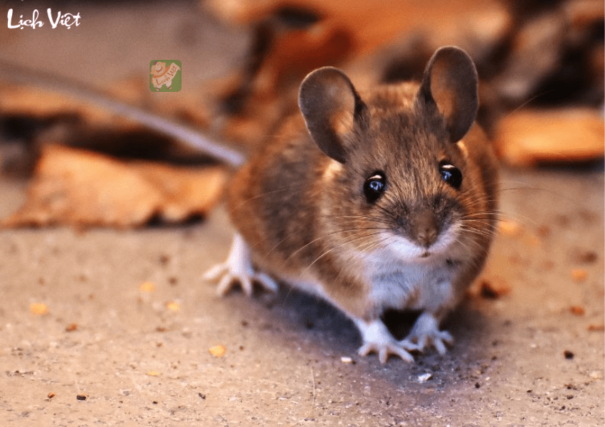 Tử vi tuổi Tý ngày 29/12/2023