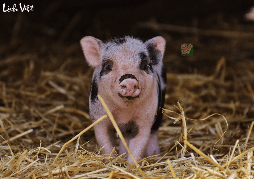 Tử vi tuổi Hợi tuần mới 1/1/2024 - 7/1/2024