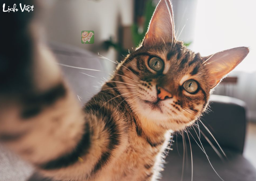 Tử vi tuổi Mão tuần mới 1/1/2024 - 7/1/2024