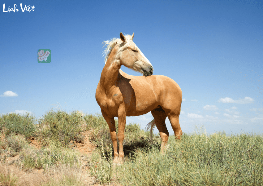 Tử vi tuổi Ngọ tuần mới 1/1/2024 - 7/1/2024