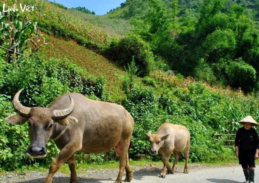 Tử vi tuổi Sửu tuần mới 1/1/2024 - 7/1/2024