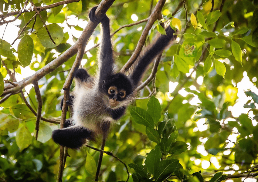 Tử vi tuổi Thân tuần mới 1/1/2024 - 7/1/2024