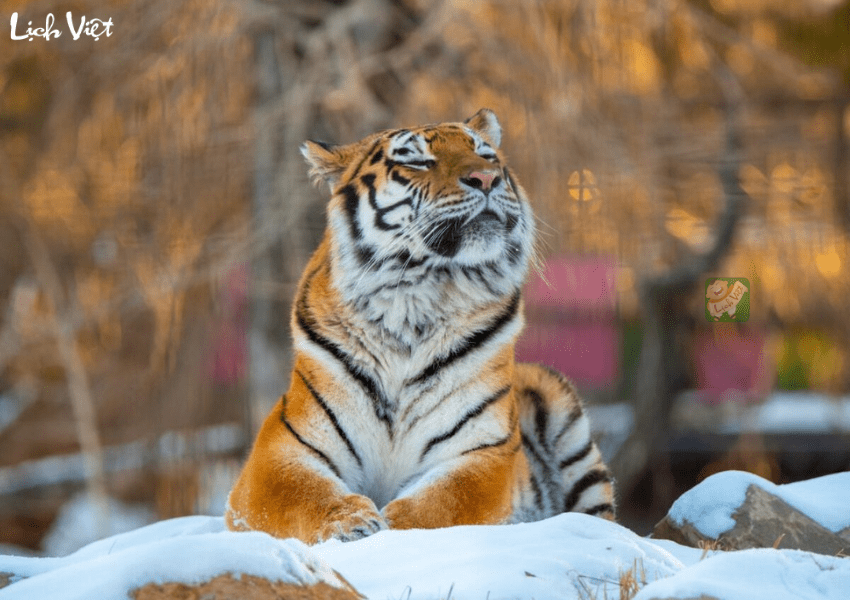 Tử vi tuổi Dần ng&agrave;y 31/12/2023