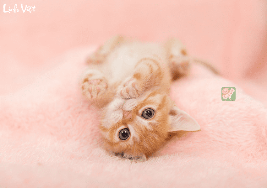 Tử vi tuổi M&atilde;o h&ocirc;m nay 1/1/2024