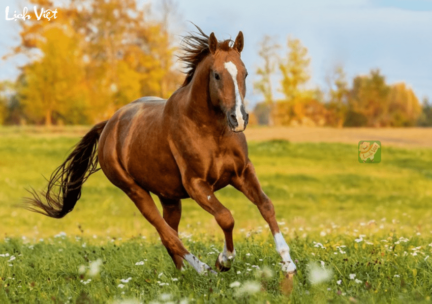 Tử vi tuổi Ngọ ng&agrave;y 31/12/2023