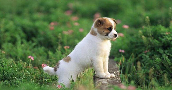 Tử vi tuổi Tuất ngày 27/3