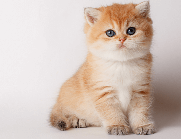 Tử vi ng&agrave;y 8 th&aacute;ng 4 tuổi M&atilde;o