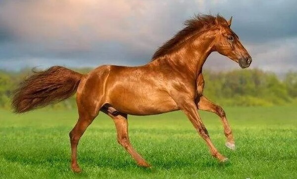 Con số may mắn tuổi Ngọ ngày 15/4/2023