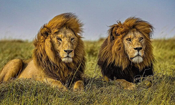 Tử vi ngày 13 tháng 4 cung Sư Tử