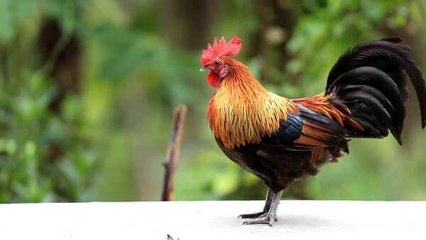 Tử vi ng&agrave;y 13 th&aacute;ng 4 tuổi Dậu